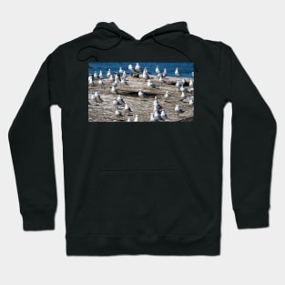 A Flock Of Gulls Standing On A Dock Hoodie